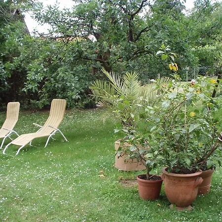 Mismas Panzio *